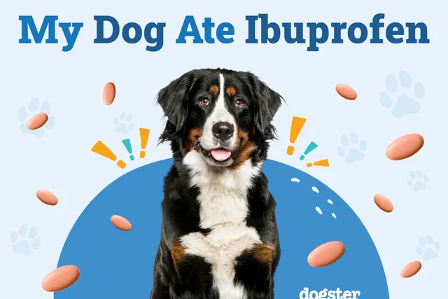 My Dog Ate Ibuprofen: Signs of Toxicity & What to Do (Vet Answer)