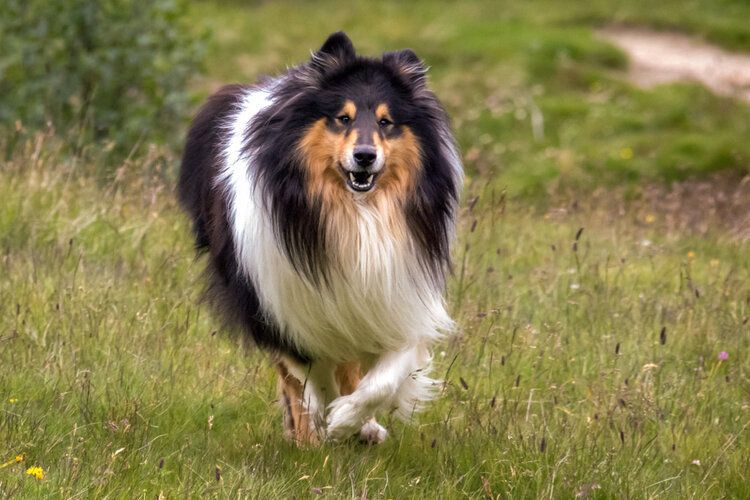 Scotch Collie (rough collie) running in grass