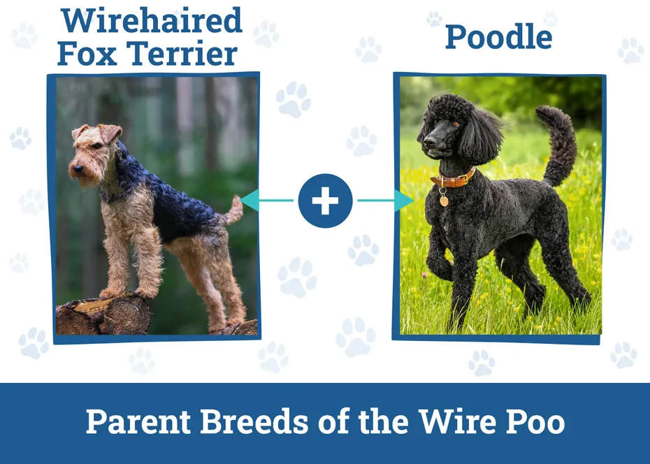 Parent Breeds of the Wire Poo