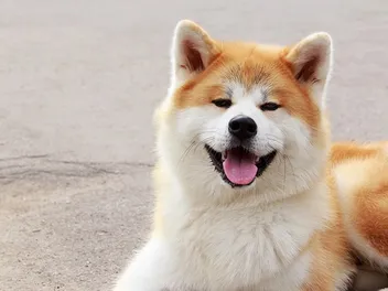 Is an Akita Good With Cats? History, Vet-Verified Facts & FAQ