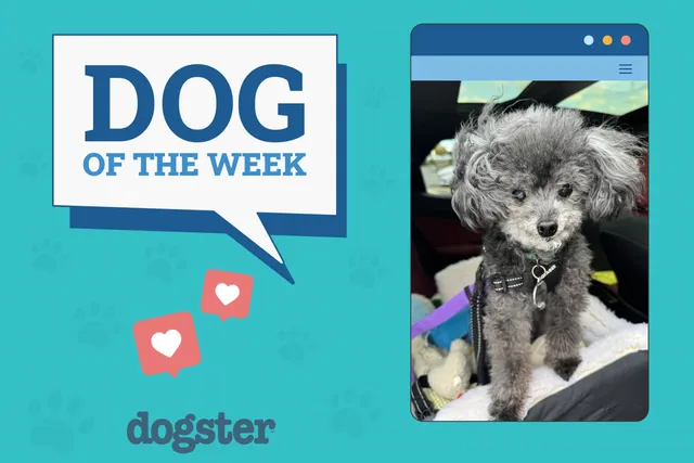 Dogster Photo Contest: Dogs of the Week Winners (May 15, 2025)