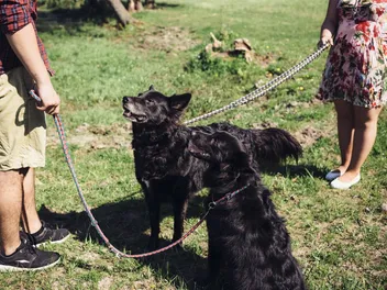 Dog Stud Fees When Breeding Dogs (2026 Update)