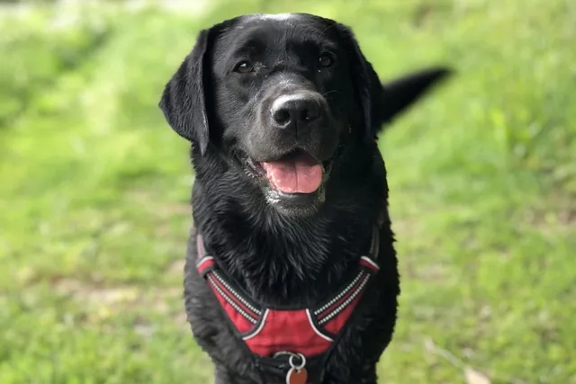 10 Types of Dog Personalities: Which One Is Your Dog?