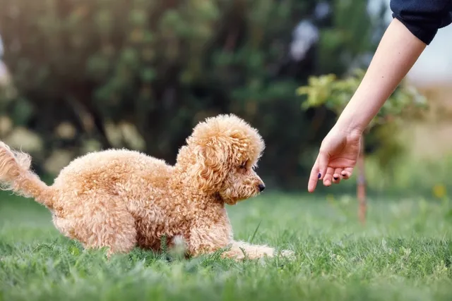 How to Train a Toy Poodle: 5 Vet-Reviewed Tips for Success