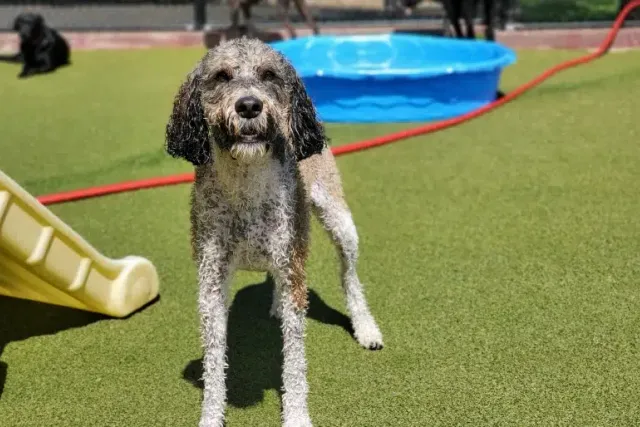 Portuguese Water Dog Poodle Mix: Info, Pictures, Care Guide & More