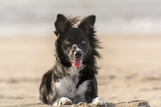 Top 10 Dog-Friendly Beaches in Adelaide, Australia (2026 Update): Off- & On-Leash Places