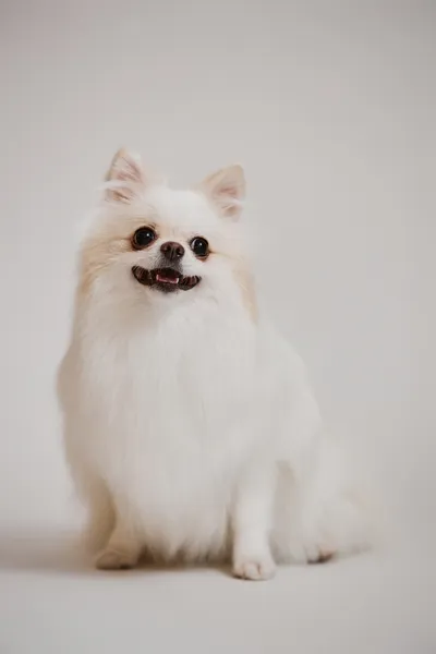 A happy spitz puppy smiling