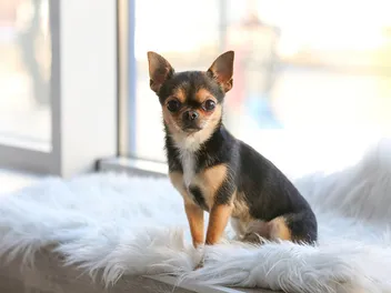 13 Essential Chihuahua Supplies to Get You Started: 2026 Vet-Reviewed Guide