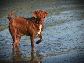 Labany Dog Breed Guide: Info, Pictures, Care & More
