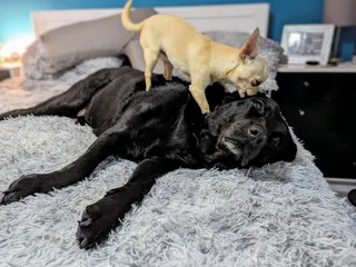 Neddy's Day Spa: A Chihuahua's Guide to Ear Cleaning & Self-Care