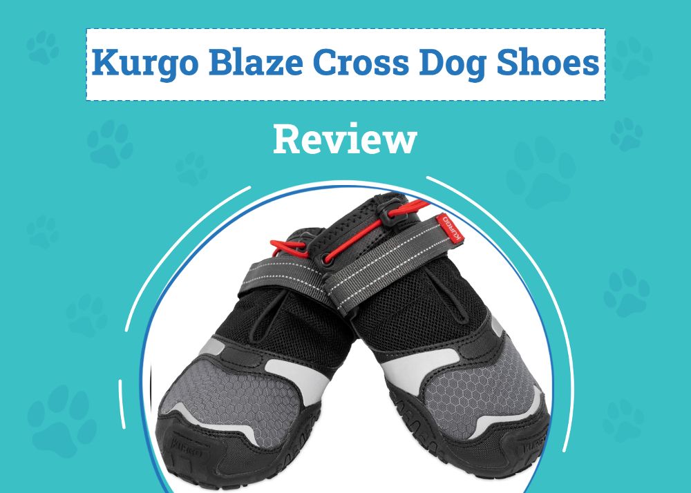 Kurgo Blaze Cross Dog Shoes Review 2026: Pros, Cons & Verdict