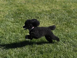 How Much Exercise Does My Poodle Need? Puppy, Adult & Senior Dog