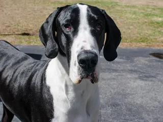 How Smart Are Great Danes? Breed History & Intelligence