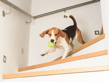 When Can My Dog Climb Stairs After ACL Surgery? Vet Approved Facts & FAQ