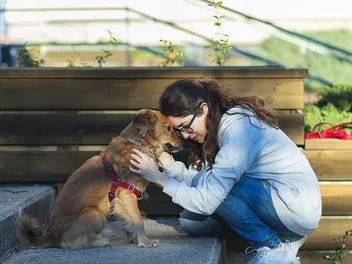 Are Emotional Support Animals Protected By Law? Facts & FAQ