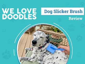 We Love Doodles Slicker Dog Brush Review 2026: An Expert's Breakdown