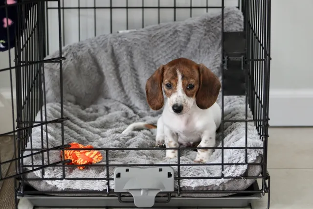 The Crate Setup Most Dog Owners Get Wrong (And How To Fix It!)