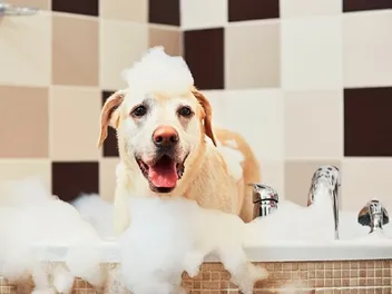 How Often Should I Bathe My Golden Retriever? Vet-Verified Tips & FAQ