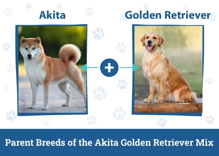 Parent Breeds of the Akita Golden Retriever Mix