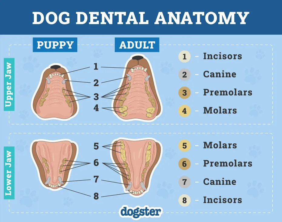 Dog's Teeth Anatomy
