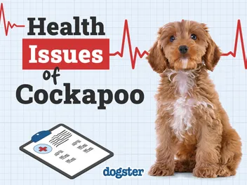 7 Cockapoo Health Issues to Look Out For