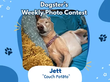 Dogster’s Weekly Photo Contest Winners: Couch Potato (August 31, 2026)