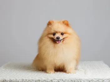 Orange Pomeranian: Info, Pictures, Origin & History