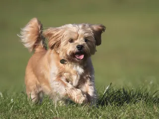 Shorkie Tzu (Yorkie & Shih Tzu Mix): Info, Pictures, Care & More
