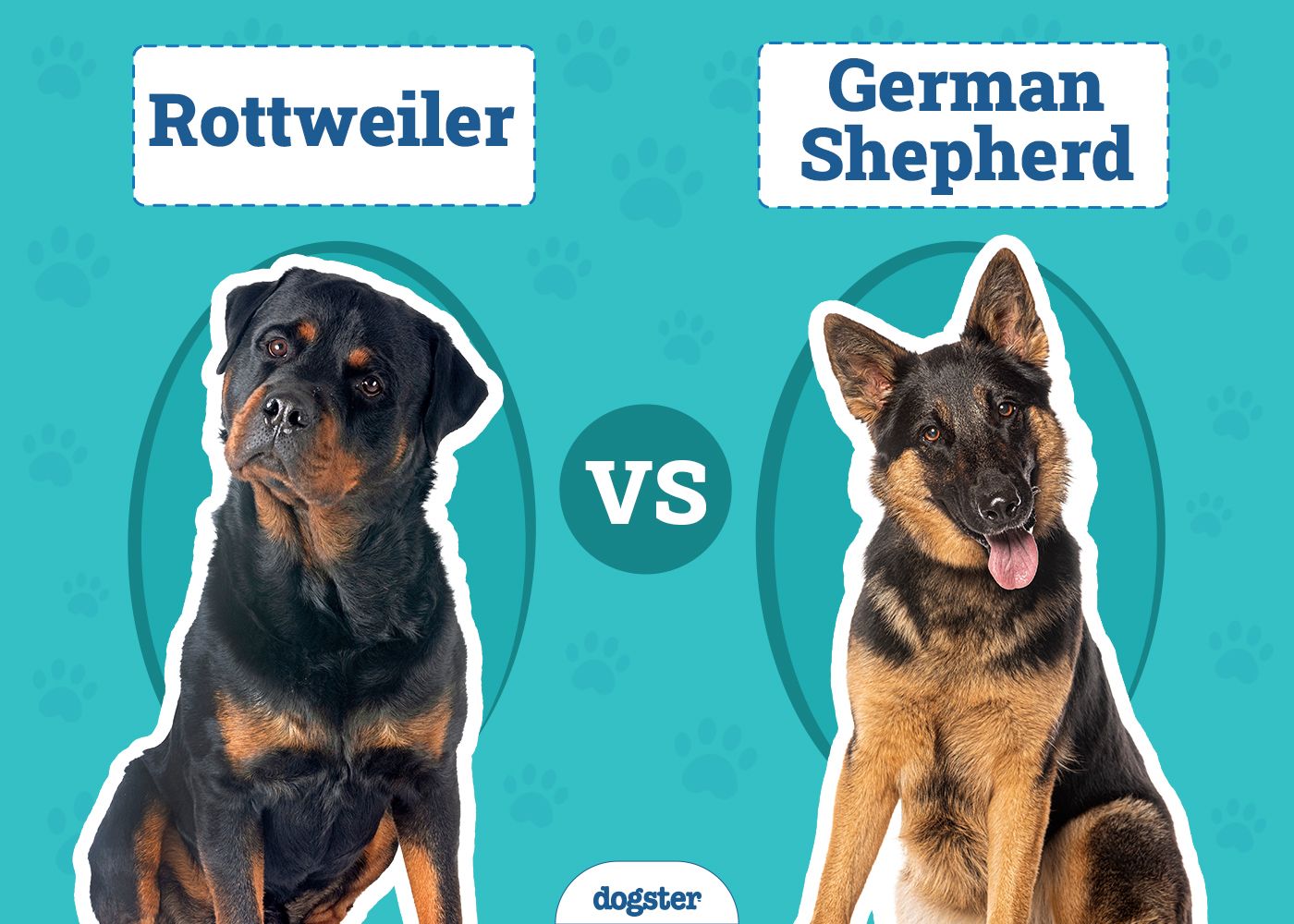 Rottweiler vs German Shepherd