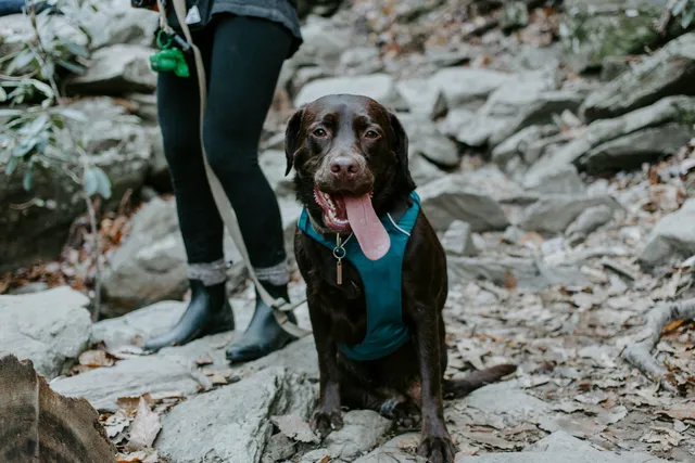 10 Dog-Friendly Hiking Trails in Illinois (2026 Guide)