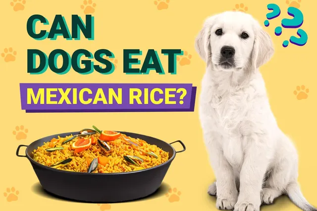 Can Dogs Eat Mexican Rice? Vet-Verified Facts & Tips