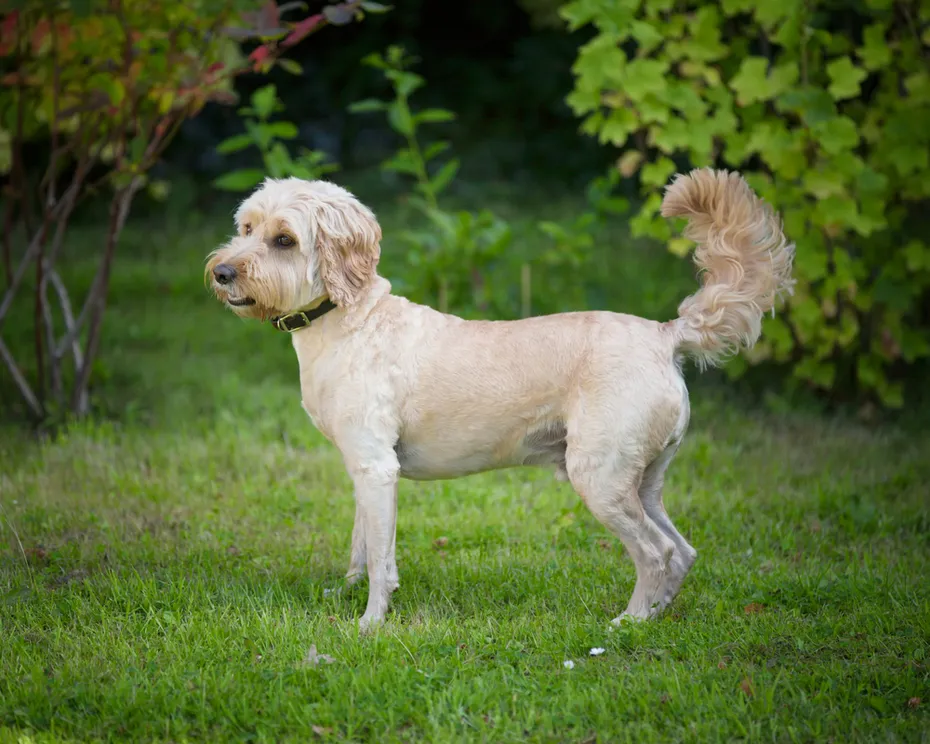 Cockapoo,Dog,Got,It,Hair,Cut,For,The,Summer