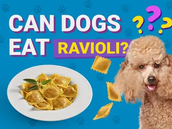 Can Dogs Eat Ravioli? Vet-Verified Facts & Safety Guide