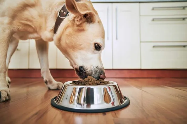 7 Warning Signs That Your Dog Is Obese: Vet-Approved Advice