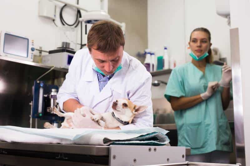 Dog undergoing surgery at vets