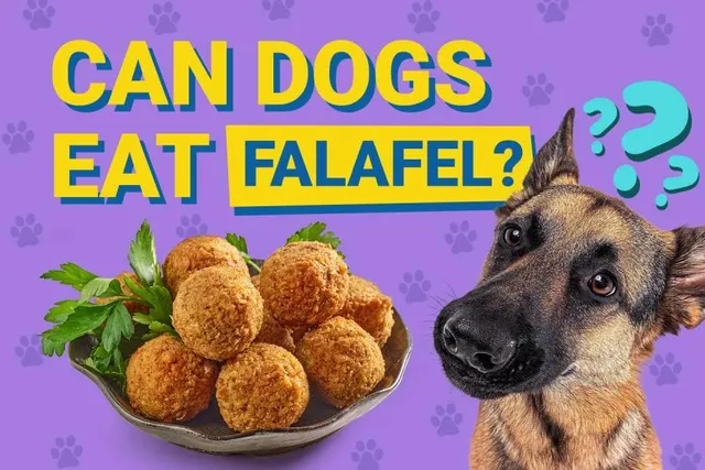Can Dogs Eat Falafel? Vet Reviewed Facts & FAQ