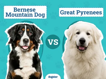 Bernese Mountain Dog vs Great Pyrenees: Key Differences (With Pictures)