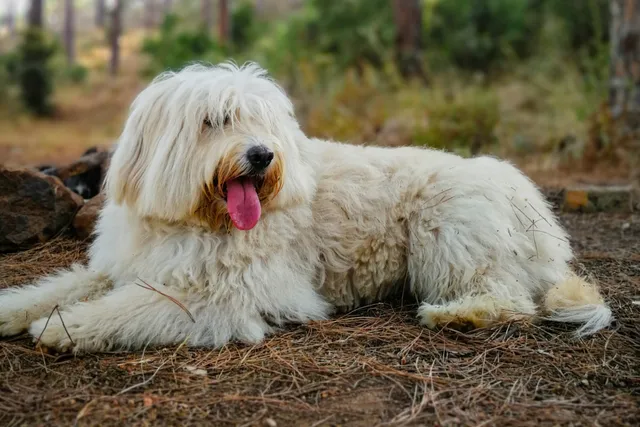 Barbado da Terceira Dog Breed: Info, Pictures, Care, & Facts