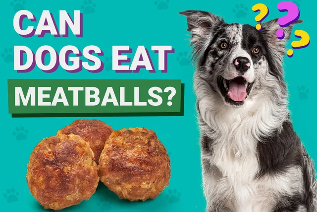 Can Dogs Eat Meatballs? Vet-Verified Nutrition Info & Tips