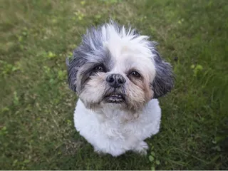 Health Problems in Shih Tzus: 11 Common Issues to Watch For