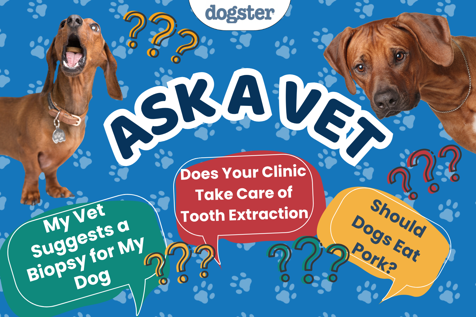 Ask Dr. Paola- Help! My Vet Suggests a Biopsy for My Dog! (June 15, 2026)