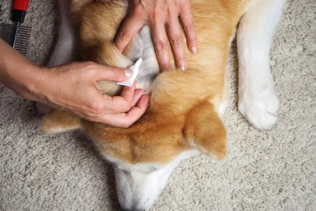 How to Help Your Dog Avoid Dry, Itchy Skin in the Winter: 10 Vet-Verified Tips