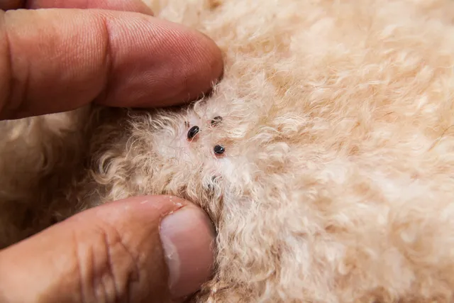 How Do I Know if My Dog Has Parasites? Vet-Approved Guide