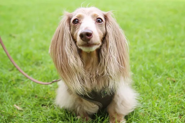 Fawn (Isabella) Dachshund: Info, Pictures, History & More
