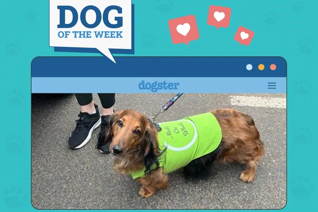 Dogster Photo Contest: Dogs of the Week Winners (May 29, 2025)