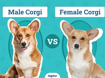 Male vs. Female Corgis: What’s the Difference? (With Pictures)