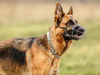 Why & When Should Dogs Wear a Muzzle? Vet-Verified Tips & FAQ