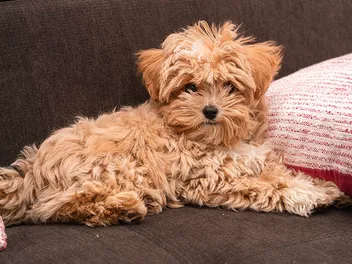 Brown Maltipoo: Info, Pictures, Origin & History