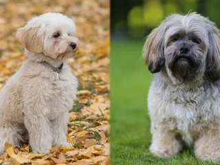 Kyi-Leo Dog Breed: Info, Pictures, Care, & Facts