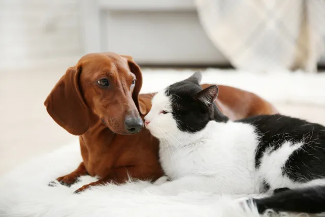 Can a Dog Get a Cat Pregnant? Vet-Verified Facts & Info
